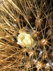 Mammillaria nivosa