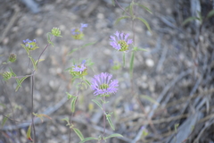 Monardella breweri microcephala