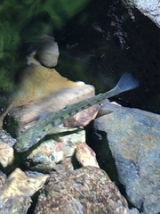 Oncorhynchus keta
