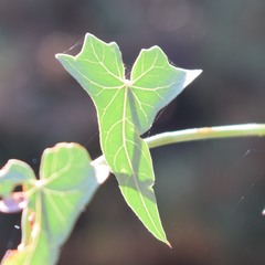 Calystegia occidentalis