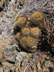 Mammillaria nivosa
