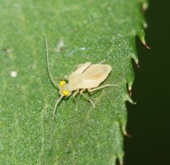 Trichopsocus