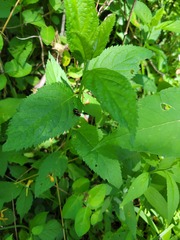 Kuschelina gibbitarsa