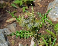 Cirsium osterhoutii