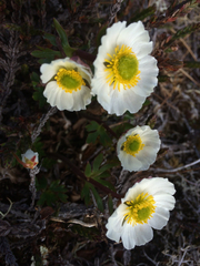 Ranunculus glacialis