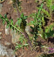 Cirsium osterhoutii