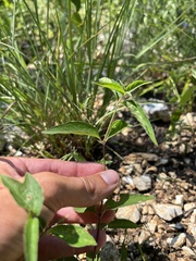 Ruellia pedunculata