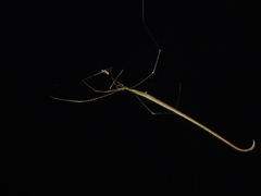 Ariamnes cylindrogaster