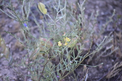 Astragalus douglasii