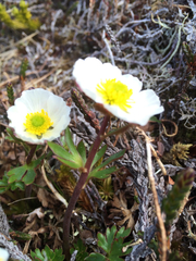 Ranunculus glacialis