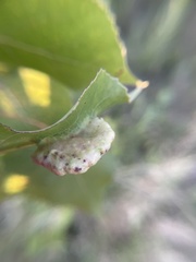 Pemphigus longicornis