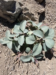 Cycladenia humilis