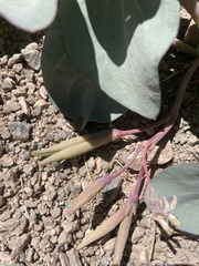 Cycladenia humilis