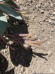 Cycladenia humilis