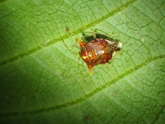 Elasmucha truncatula