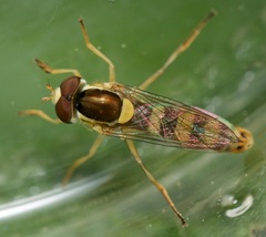 Sphaerophoria philanthus