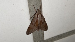 Sphinx morio arestus