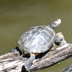 Trachemys scripta