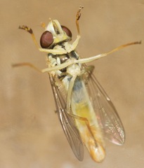 Sphaerophoria philanthus