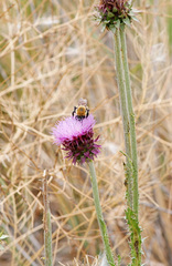 Bombus