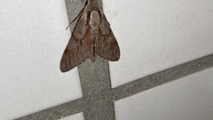 Sphinx morio arestus