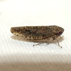 Paraphlepsius irroratus