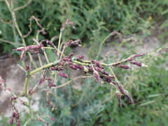 Lactuca serriola