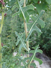 Lactuca serriola