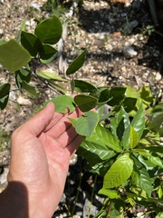 Desmodium cuspidatum