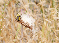 Bombus fervidus