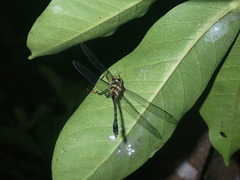 Macromidia rapida