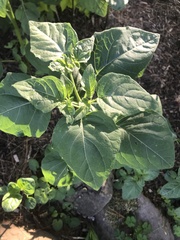 Alkekengi officinarum