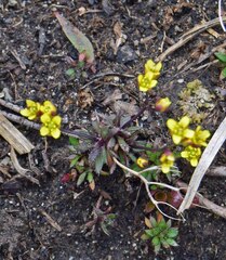 Draba crassifolia