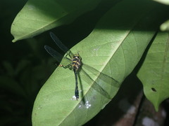 Macromidia rapida