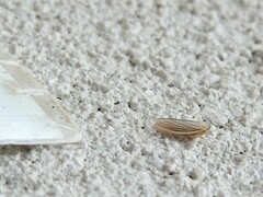 Athysanus argentarius