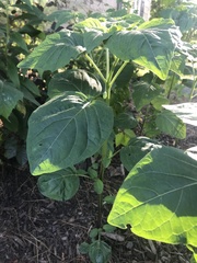 Alkekengi officinarum