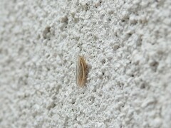 Athysanus argentarius
