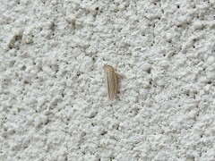 Athysanus argentarius
