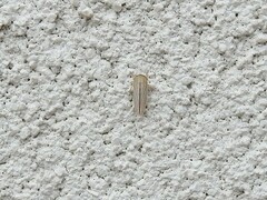 Athysanus argentarius