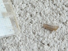Athysanus argentarius