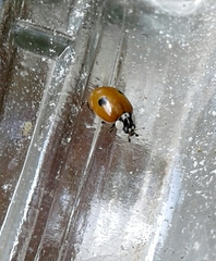 Adalia bipunctata bipunctata