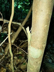 Diploderma polygonatum ishigakiense