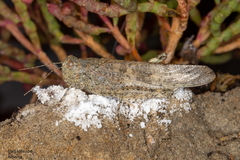 Trimerotropis salina