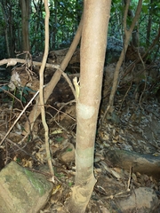 Diploderma polygonatum ishigakiense
