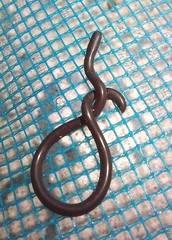 Indotyphlops