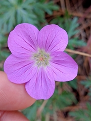 Geranium potentillifolium