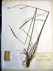 Elymus ciliaris