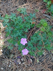 Geranium potentillifolium