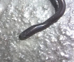 Indotyphlops