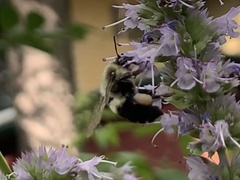 Bombus impatiens